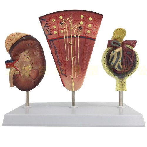 肾脏肾单位和肾小球模型 医学 F肾脏解剖模型 人体肾脏模型