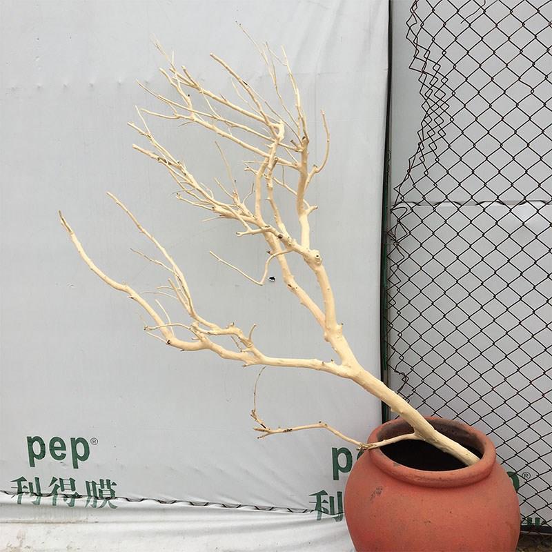 干树枝去皮树装饰干枝客厅枯枝设A计挂灯墙面干树插花挂件舞台摆