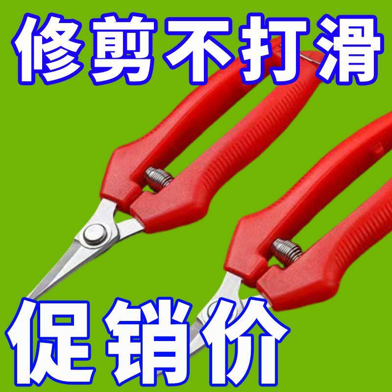果剪弯头西红柿采摘剪刀翘头摘果脐橙苹果专用园林采摘剪神器新品