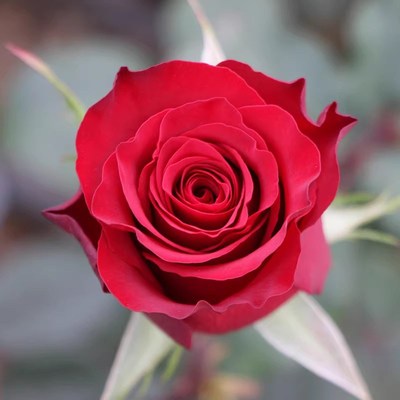 高原红月季花苗开花红丝绒多头红玫瑰花室内阳台庭院四季盆栽花卉