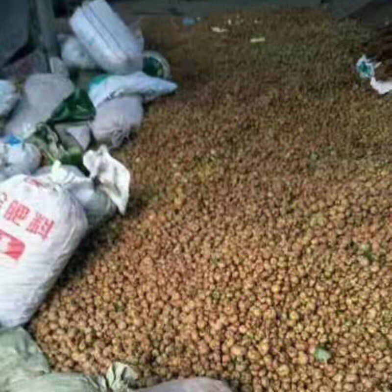 木天蓼虫瘿果猫咪啃咬磨牙玩具猫咪爱吃的木天蓼果实