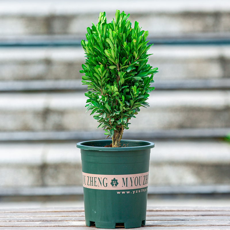 黄杨树苗盆栽室内阳台飘窗室外庭院花园老桩树头盆景桌面植物绿植