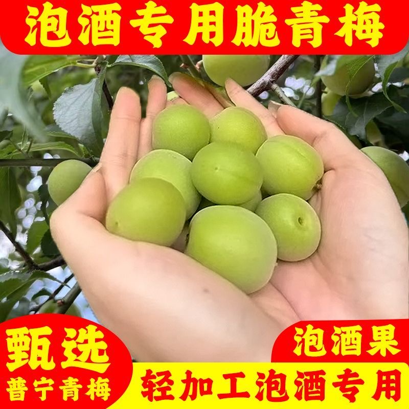 轻加工青梅鲜果泡酒专用精选大果口感丰厚酿酒自酿解腻开胃适配​