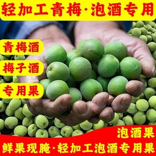 轻加工青梅鲜果泡酒专用青竹梅脆梅新水果精选大果鲜野生酸脆梅子