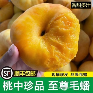【顺丰包邮】陕西礼泉黄金蟠桃黄毛蟠桃5斤新鲜包邮应季水果扁桃