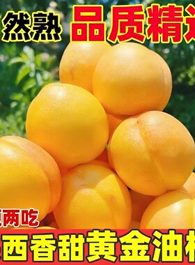 陕西礼泉黄金芒果油桃5斤包邮
