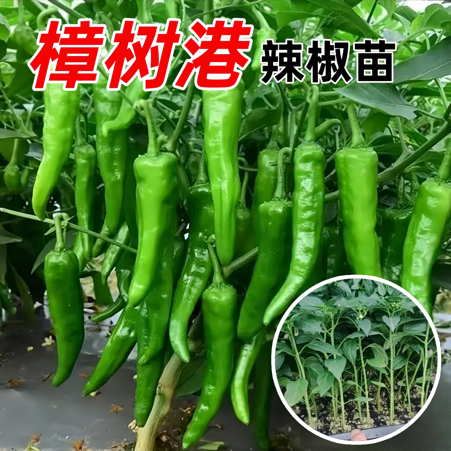 四季播种阳台盆栽辣椒苗秧苗种子图片