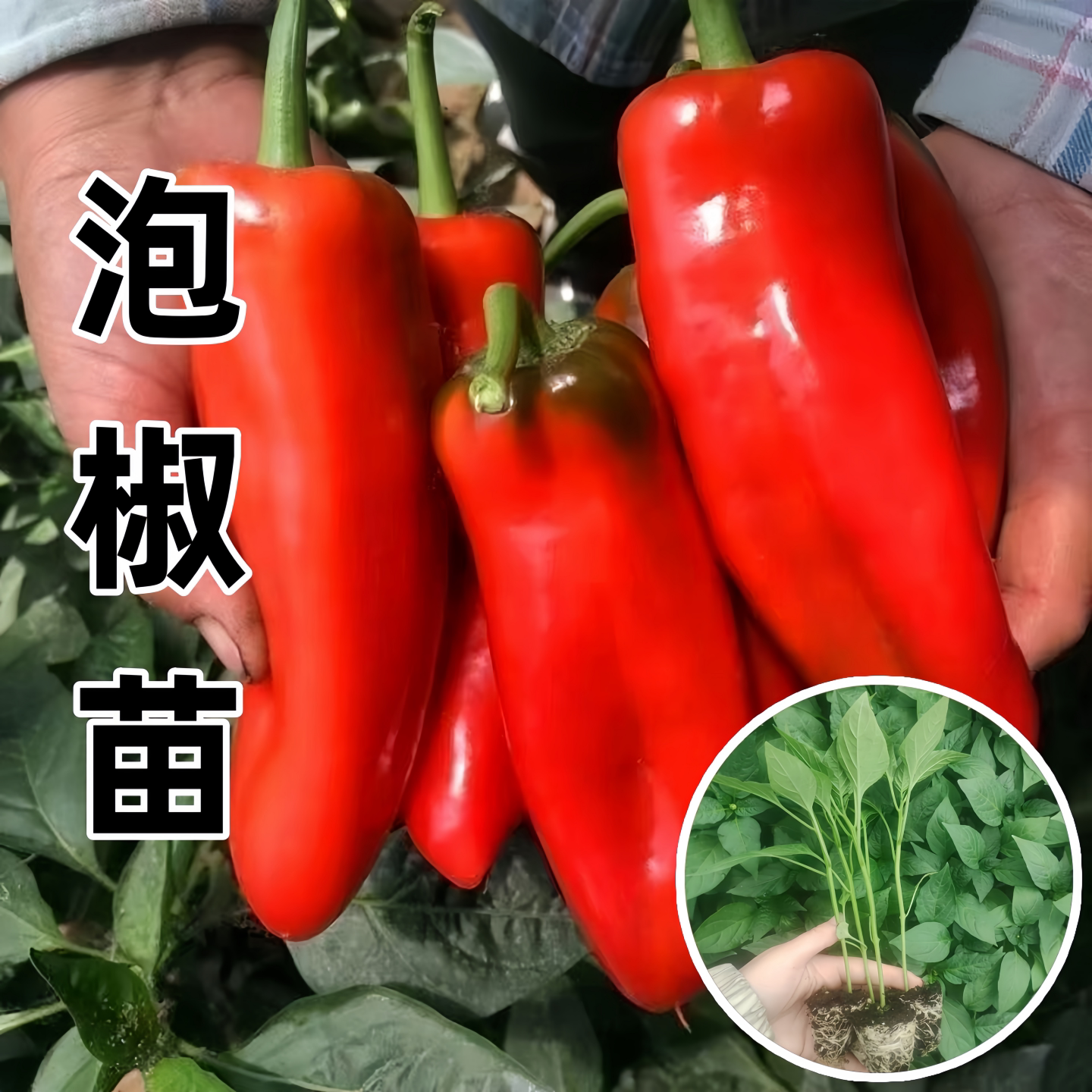 大红泡椒辣椒苗秧苗种子季薄皮椒图片