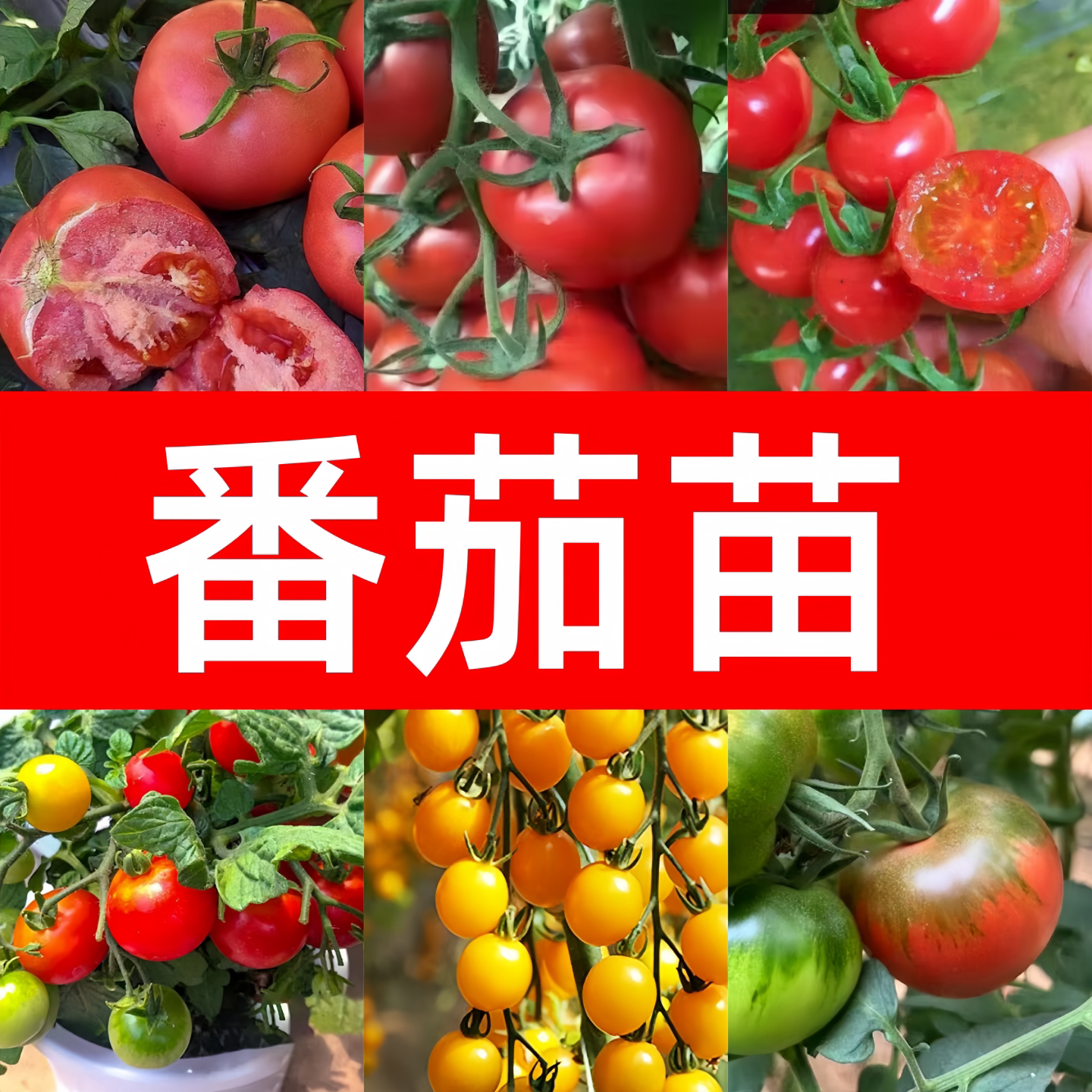 南方蔬菜苗种大全四季盆栽苗番茄图片
