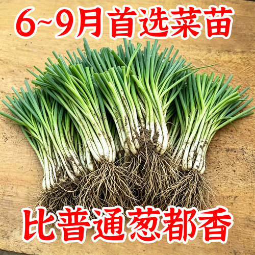 四季香葱分葱苗阳台盆栽南北适种