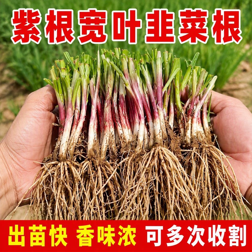 新鲜现挖韭菜根紫根宽叶香味浓四季可种盆栽地栽反复收割蔬菜秧苗