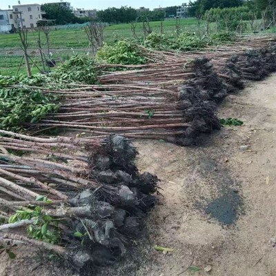 榕树小叶榕榕树苗独木成林四季常青风景树室内外苗木庭院园林绿化