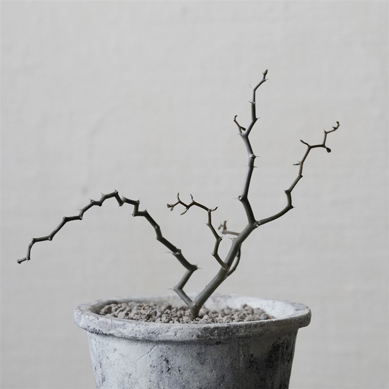 植物私生活 弯曲龙冷门小众有趣沙漠几何耐旱懒人桌面植物盆栽