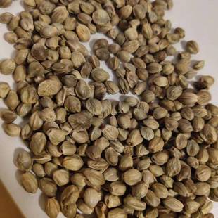 新货新货甘肃特产天水麻子500克火麻子大粒新货特大颗粒麻籽原味