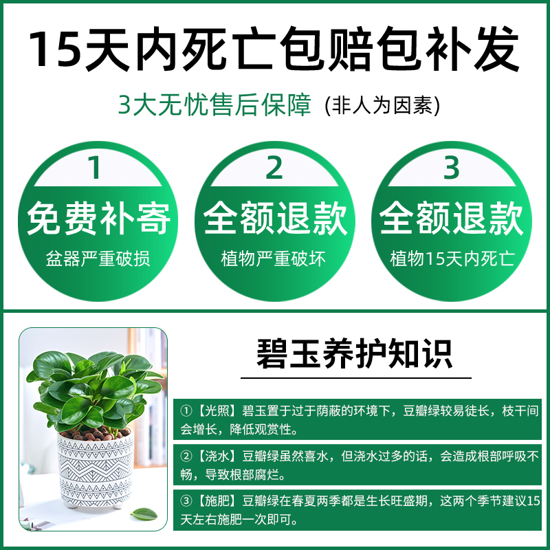 豆瓣绿碧玉盆栽客厅办公室内去除甲醛植物水培桌面好养绿植花卉