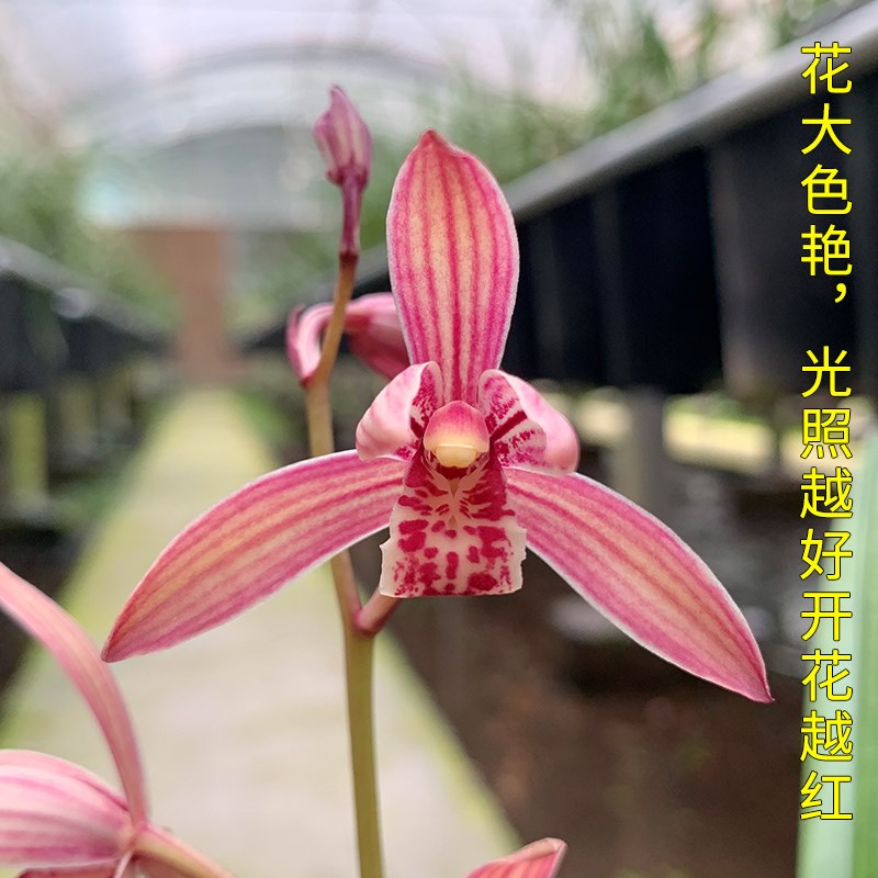 艾莹兰花 满堂红 建兰四季兰花苗夏带花苞出售红色花好养花卉盆栽