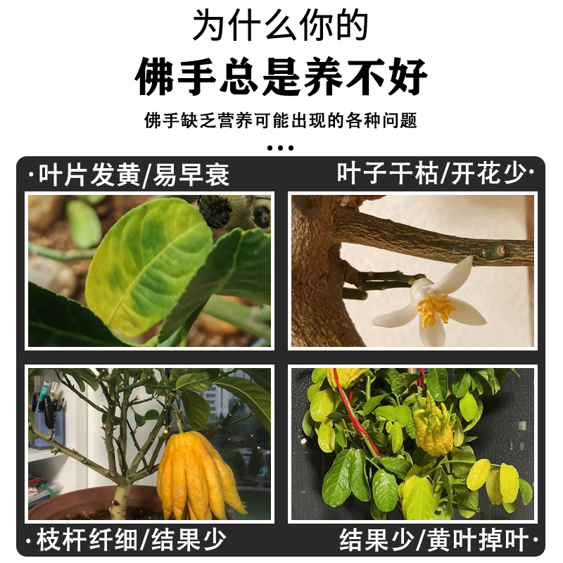 佛手树苗专用肥料有机肥料营养液蔬菜瓜果营养液蜜罗柑养料复合肥