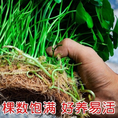 好养水培铜钱草盆栽室内室外花卉金钱草绿植易养活绿植花草植物
