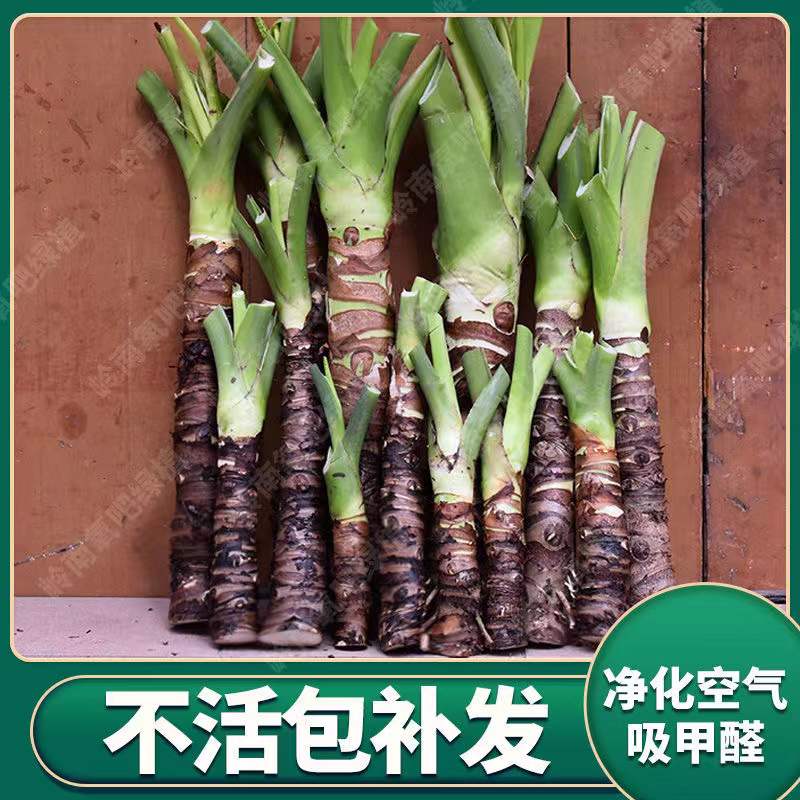 大叶滴水观音盆栽 客厅室内绿植盆景 大型霸王芋绿植花卉 去甲醇