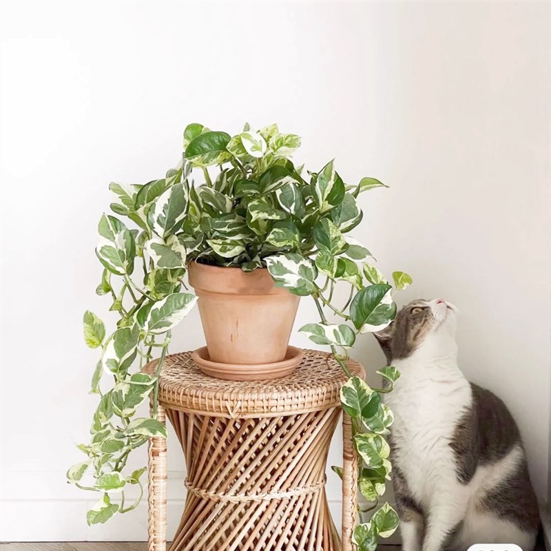 精品室内植物绿萝 雪花葛花叶葛盆栽室内垂吊植物净化空气可水培