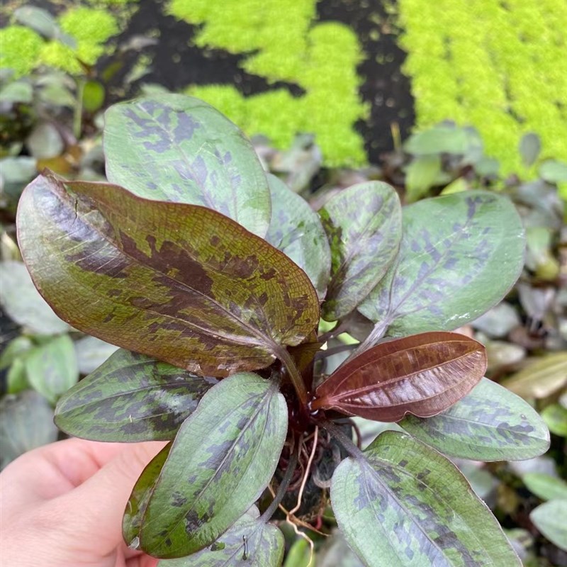 红花旦小坨草缸鱼缸造景皇冠类水草懒人水培增氧淡水水草阴性植物