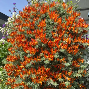 鹦鹉嘴盆栽加那利百脉根室内阳台垂吊观叶开花绿植奇特稀有章鱼花