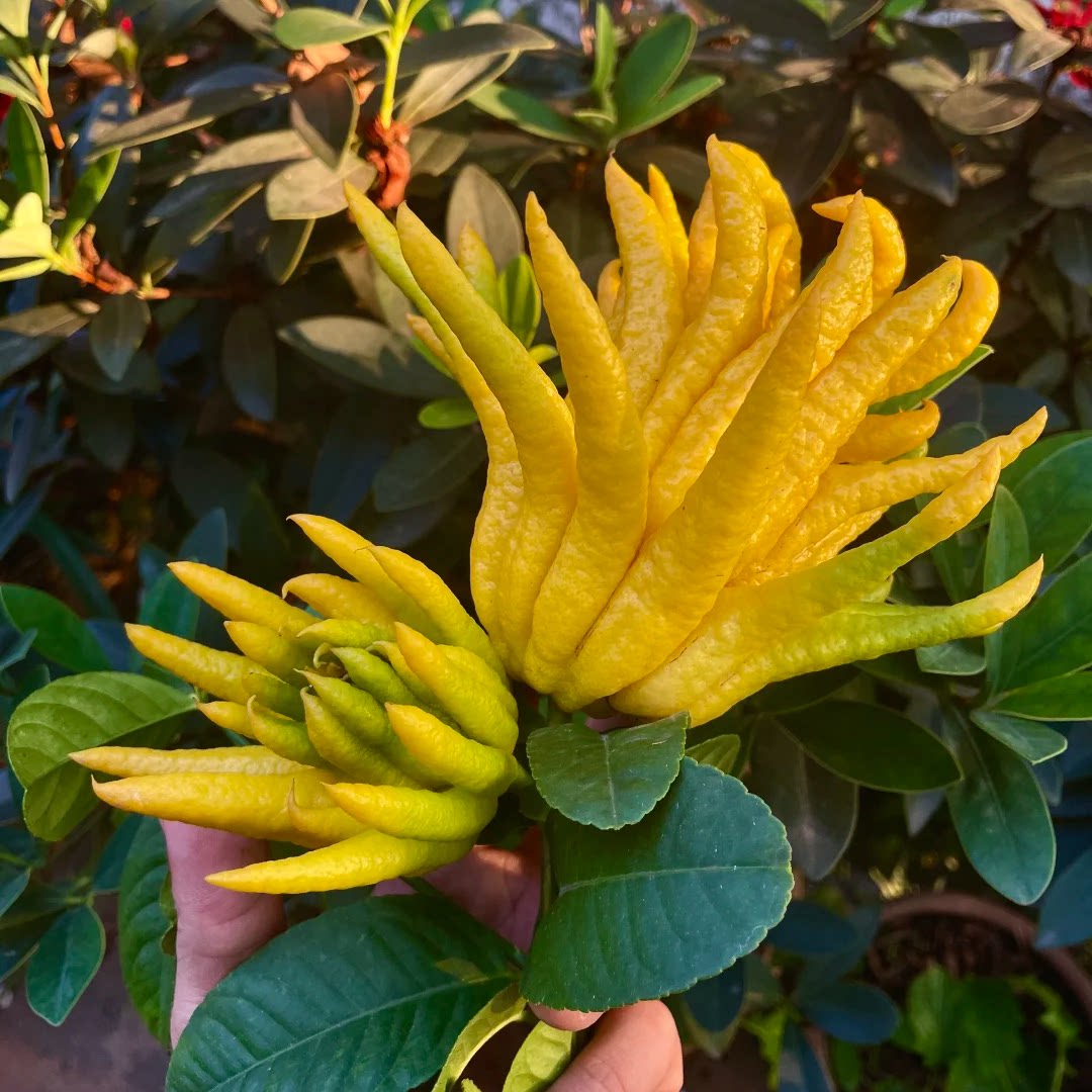 大果佛手柑新鲜果瓜切带枝闻香香橼室内观赏可食用花卉盆栽香薰