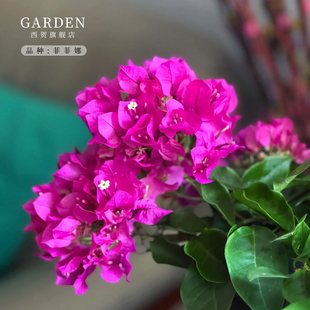 菲菲娜三角梅盆栽勤花老桩室内外爬藤灌木植物花卉多季开花好养活