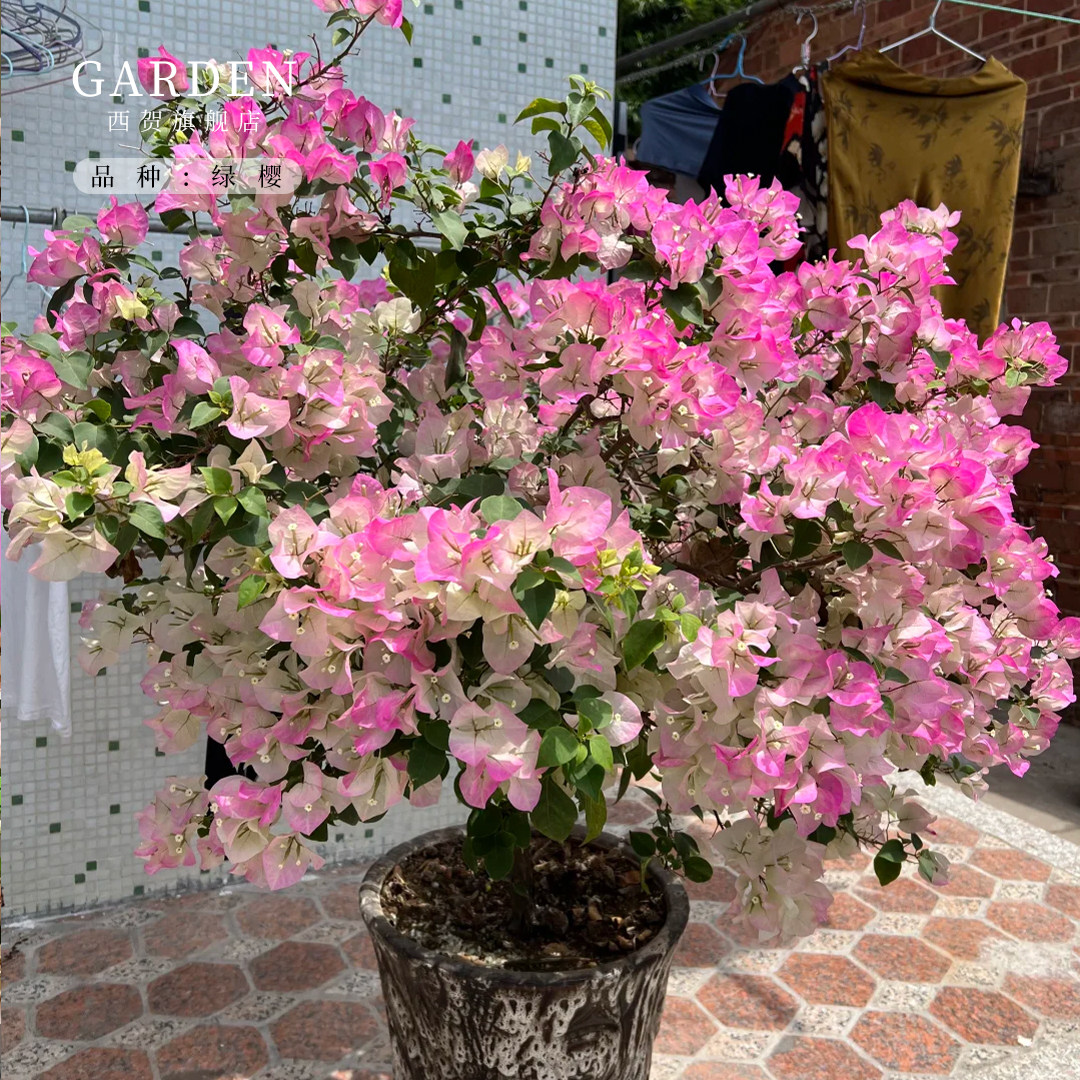 绿樱三角梅盆栽大苗重瓣勤花老桩室内外爬藤灌木植物花卉多季开花,鲜花速递/花卉仿真/绿植园艺,时令草本花卉,淘宝优惠券,粉丝福利购,淘宝优惠卷