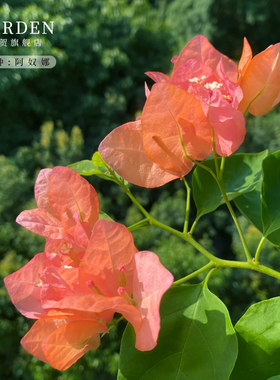 阿奴娜三角梅盆栽勤花老桩室内外爬藤灌木植物花卉多季开花好养活