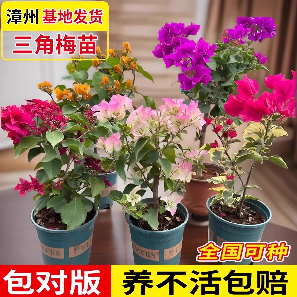 重瓣三角梅盆栽大苗老桩四季开花