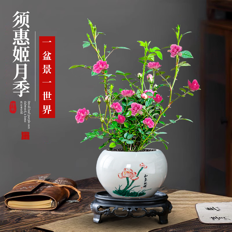 超微月季带花苞迷你小月季花桌面盆栽微月须惠姬四季开花姬月季