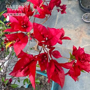 紫红桑巴三角梅盆栽勤花老桩室内外爬藤灌木植物花多季开花好养活