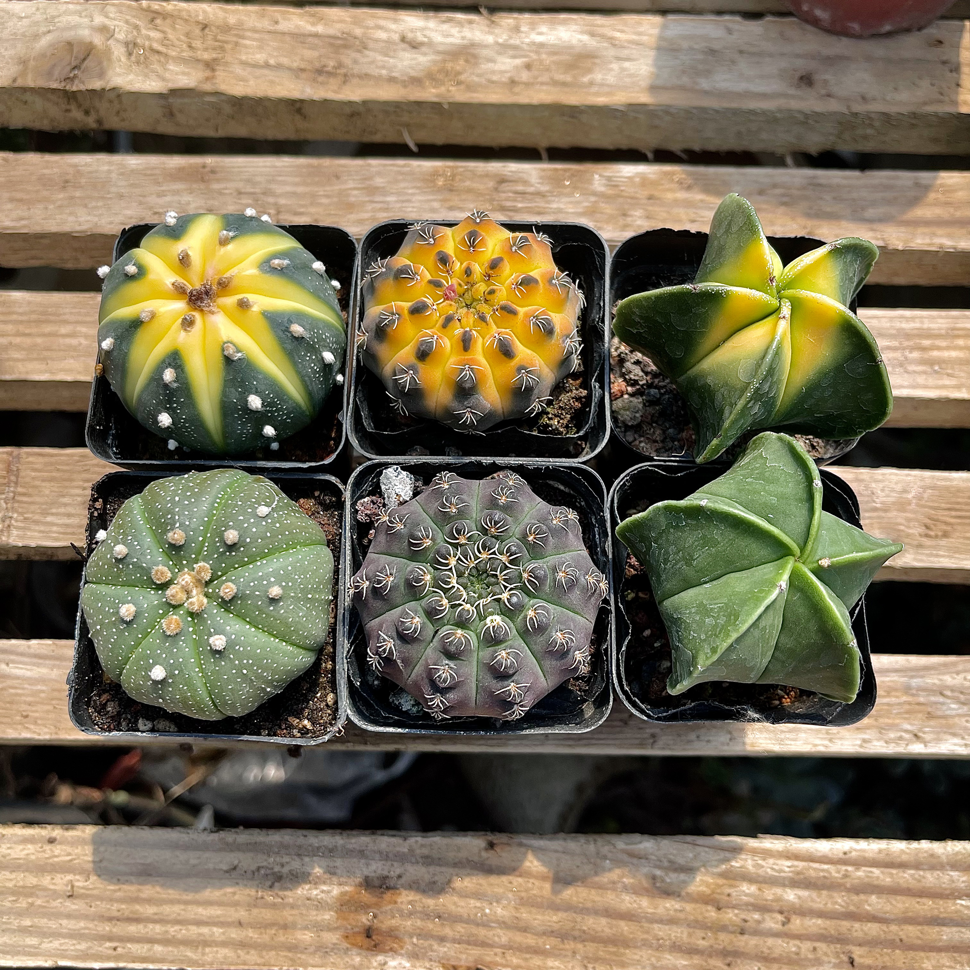 绯花玉多肉植物组合小盆栽带盆仙人球室内开花可爱办公仙人掌绿植