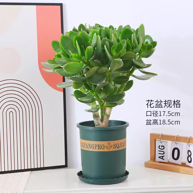 玉树盆栽多肉植物老桩室外绿植