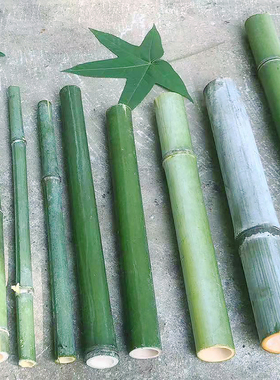 新鲜竹筒天然竹竿小竹子婚庆桌面摆件H绿色竹子花艺装饰大小短竹