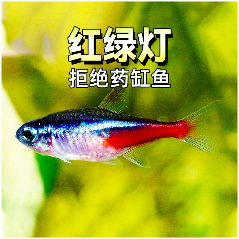 红绿灯宝莲灯霓虹灯淡水草缸小型群游热带观赏灯科鱼霓虹红莲灯鱼,宠物/宠物食品及用品,鱼,淘宝优惠券,粉丝福利购,淘宝优惠卷