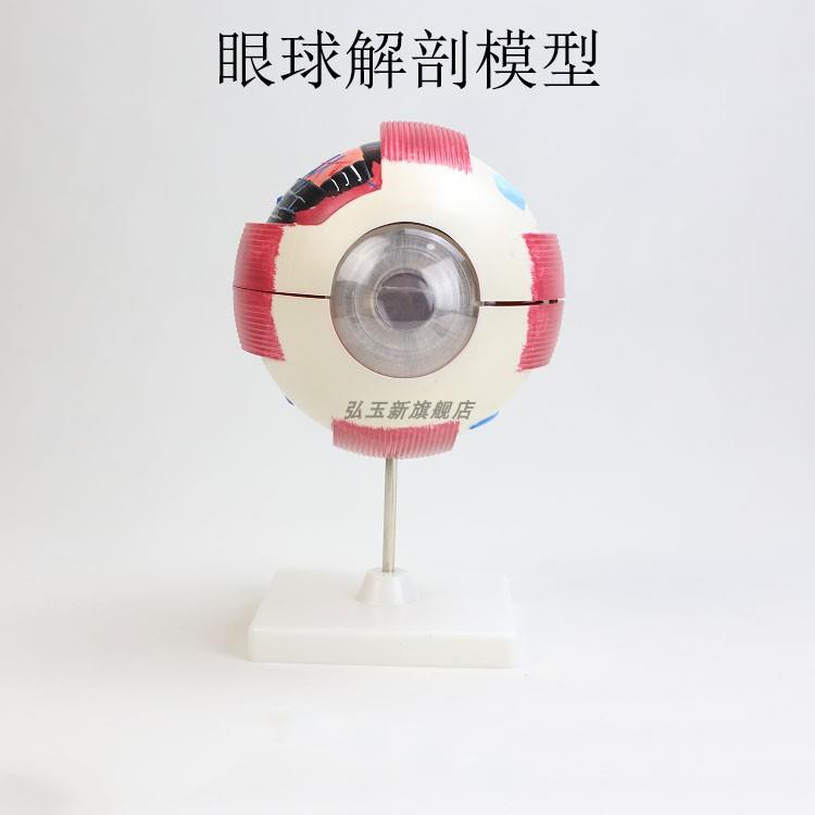 33205人体眼球模型初中生