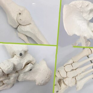 生产下肢骨带髋骨模型人体骨骼模型骨架模型关节模型脚关节