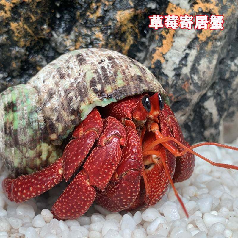 寄居蟹宠物观赏蟹家新手套装小螃蟹草莓短腕躲深紫陆X生小孩养的