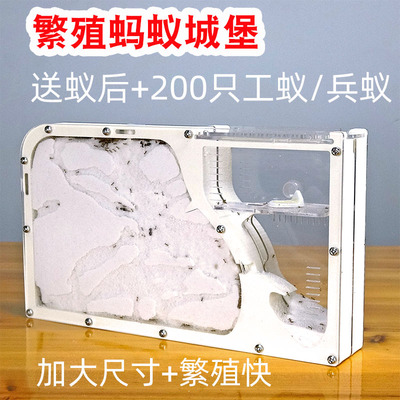 蚂蚁城堡 工坊学生小宠物送蚁后群生态沙土巢沙堡蚁巢窝家园王国