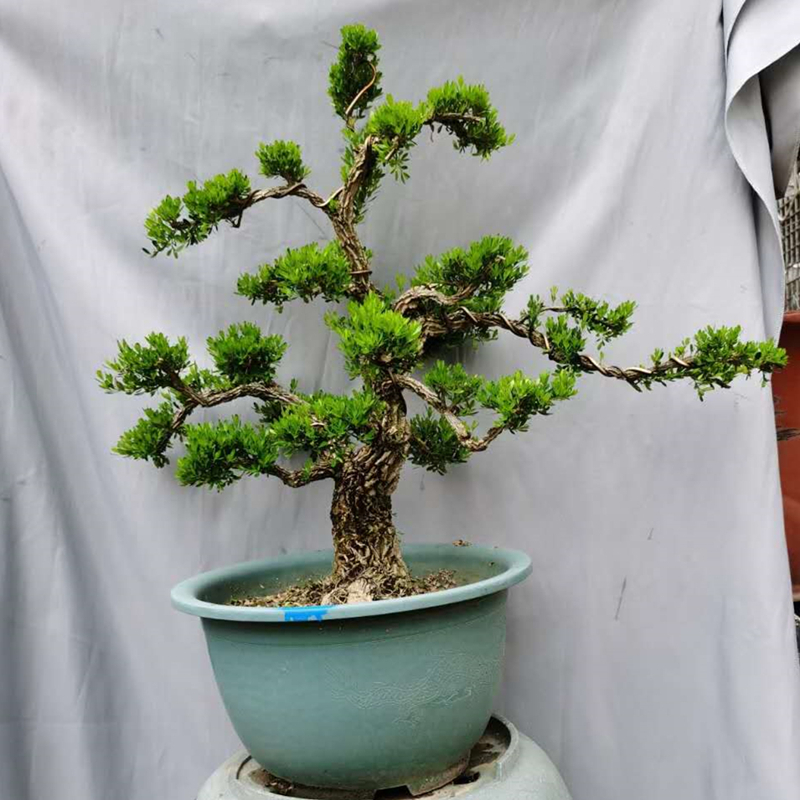 名贵黄杨树盆栽造型老桩客厅办公室绿植花卉小叶雀舌黄杨四季常青