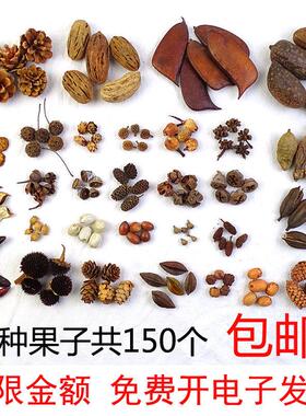 幼儿园植物角布置材料装饰品摆件秋天丰收的季节环创材料自然果实