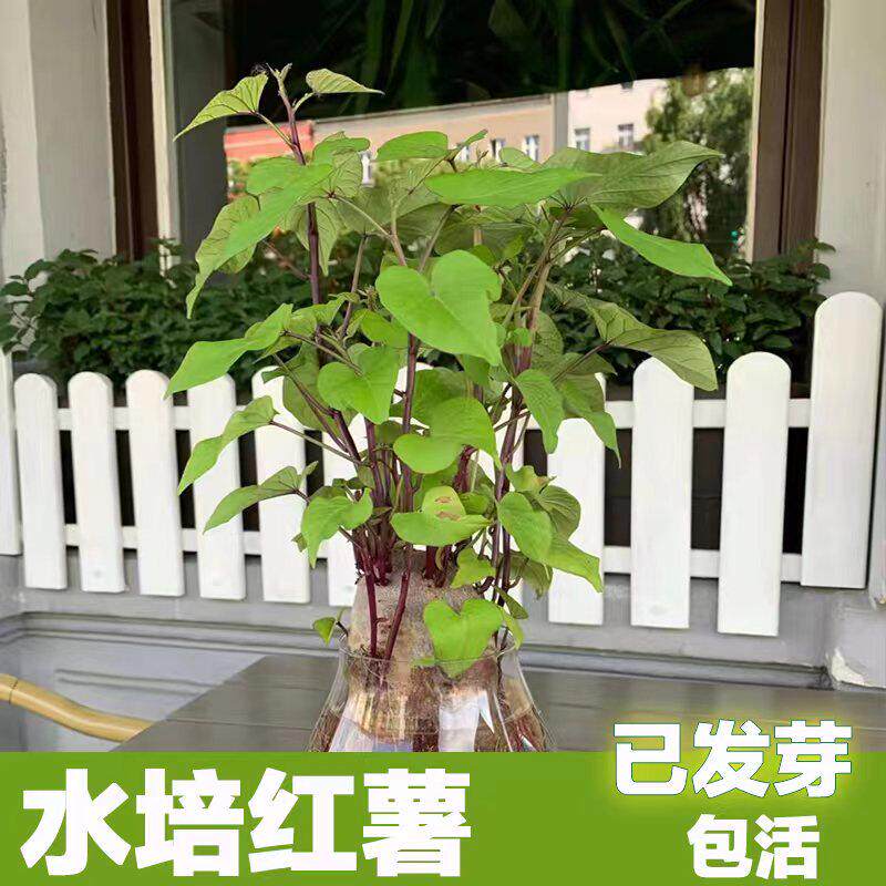 发芽红薯苗地瓜苗水培蔬菜土培盆景学生幼儿园观察日记植物生长