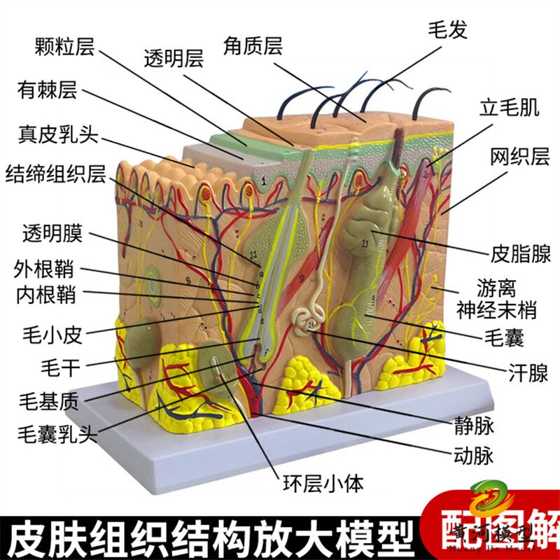 皮肤结构解剖模型教学组