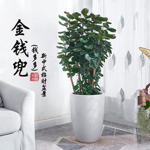 圆叶钱多多盆景 金钱兜大盆栽 客厅办公室中大型送礼植物室内绿植