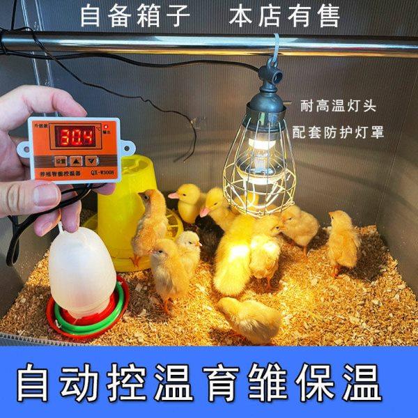 小鸡保温箱自动控制温度鹌鹑育雏箱雏鸟宠物保温箱育雏幼苗保温箱,畜牧/养殖物资,养殖用具,淘宝优惠券,粉丝福利购,淘宝优惠卷