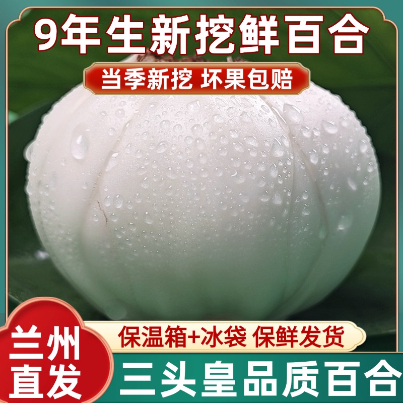 甘肃兰州新鲜百合新挖甜百合食用煮粥特别级非百合干鲜百合旗舰店