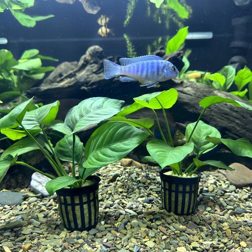 大叶巴榕水培植物水草水培活体用于鱼缸造景增氧净化水质好养活
