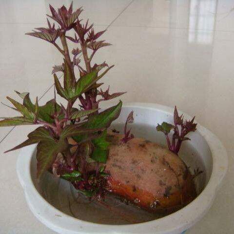 发芽红薯苗地瓜苗水培蔬菜土培盆景学生幼儿园观察日记植物生长